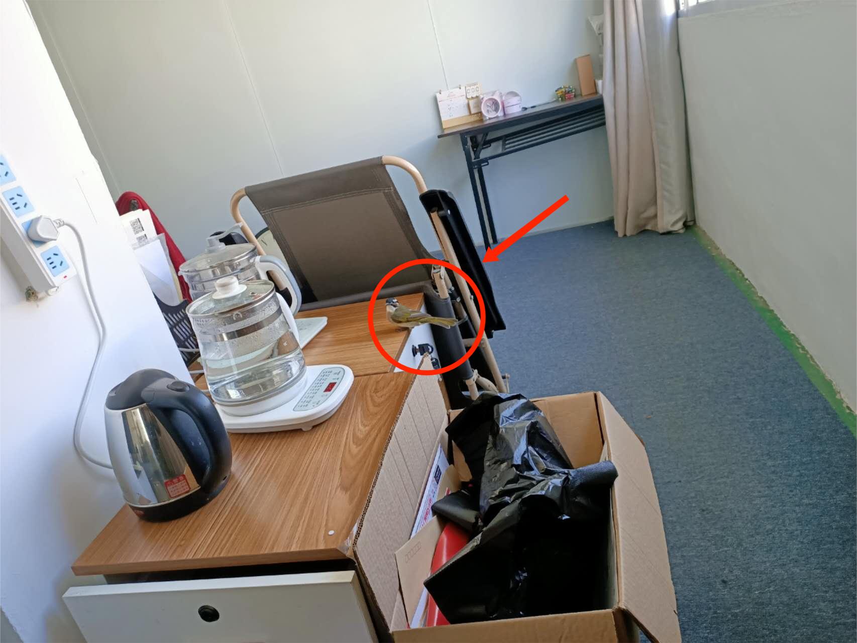 A Little Bird Came Into Our Office
